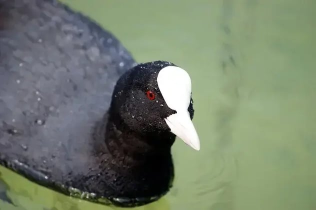 Bald as a coot