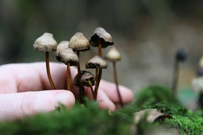 Risks of Magic Mushrooms